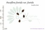 Graines de Passiflora foetida var. Foetida, Passiflora foetida var. Foetida seeds