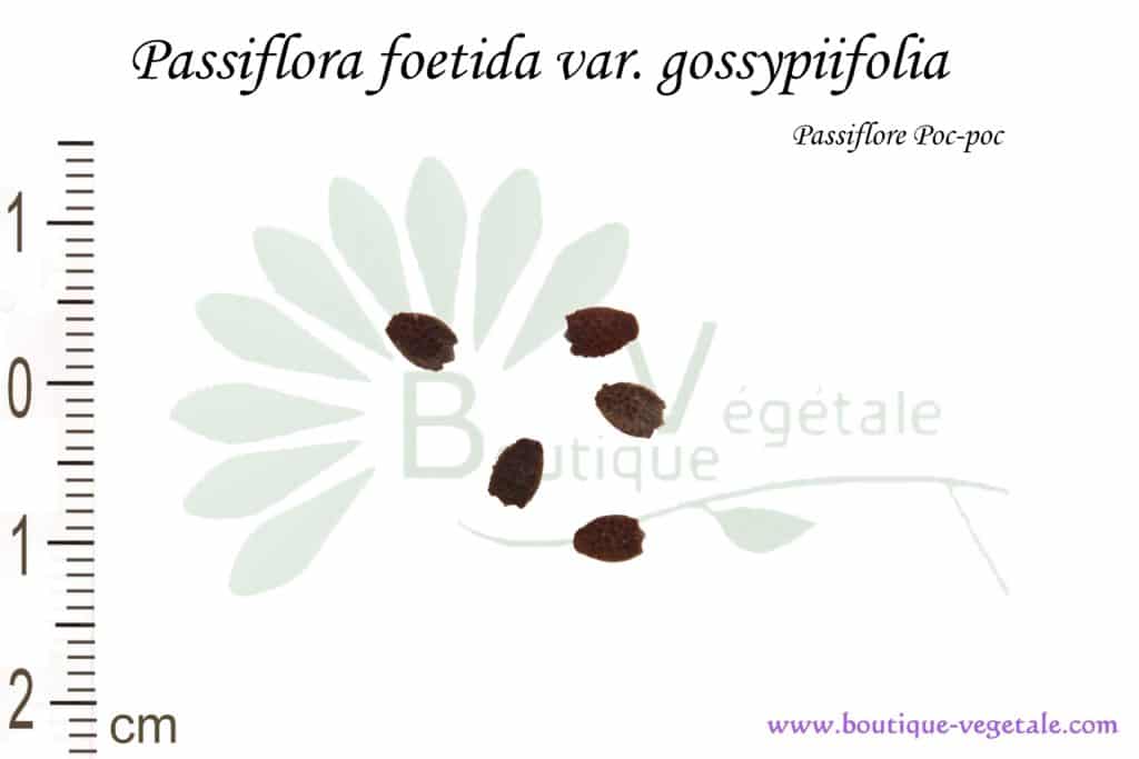 Graines de Passiflora foetida var. Gossypiifolia, Passiflora foetida var. Gossypiifolia seeds