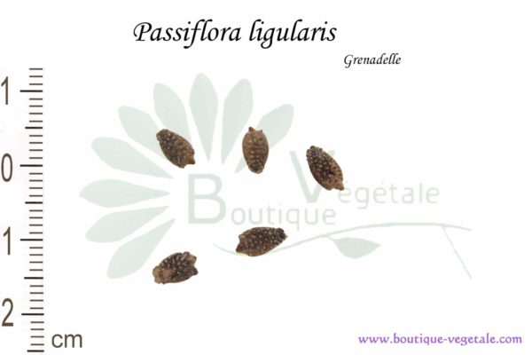 Graines de Passiflora ligularis