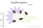 Graines de Passiflora ligularis, Graines de Grenadelle
