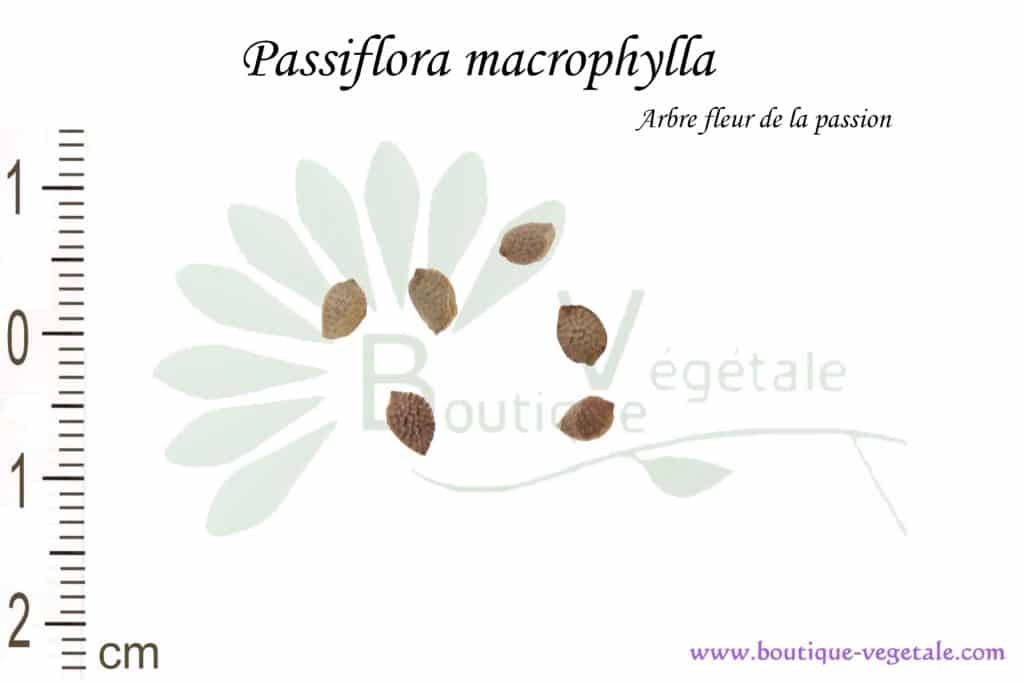 Graines de Passiflora macrophylla, Passiflora macrophylla seeds