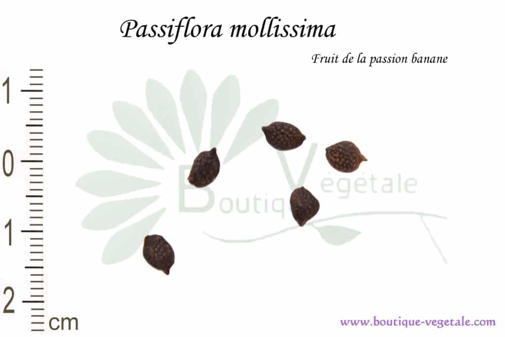 Graines de Passiflora mollissima, Passiflora mollissima seeds