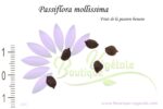Graines de Passiflora mollissima ou Fruit de la passion banane, Semences de Passiflora mollissima