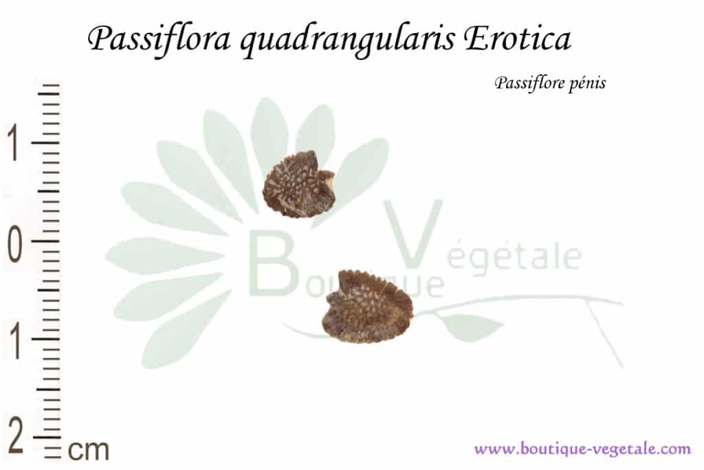 Graines de Passiflora quadrangularis var. Erotica, Passiflora quadrangularis var. erotica seeds