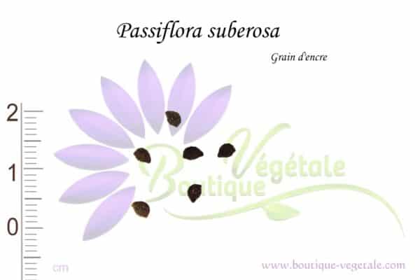 Graines de Passiflora suberosa, Semences de Passiflora suberosa ou grain d'encre