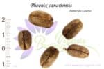 Graines de Phoenix canariensis, Semences de Phoenix canariensis ou Palmier des Canaries