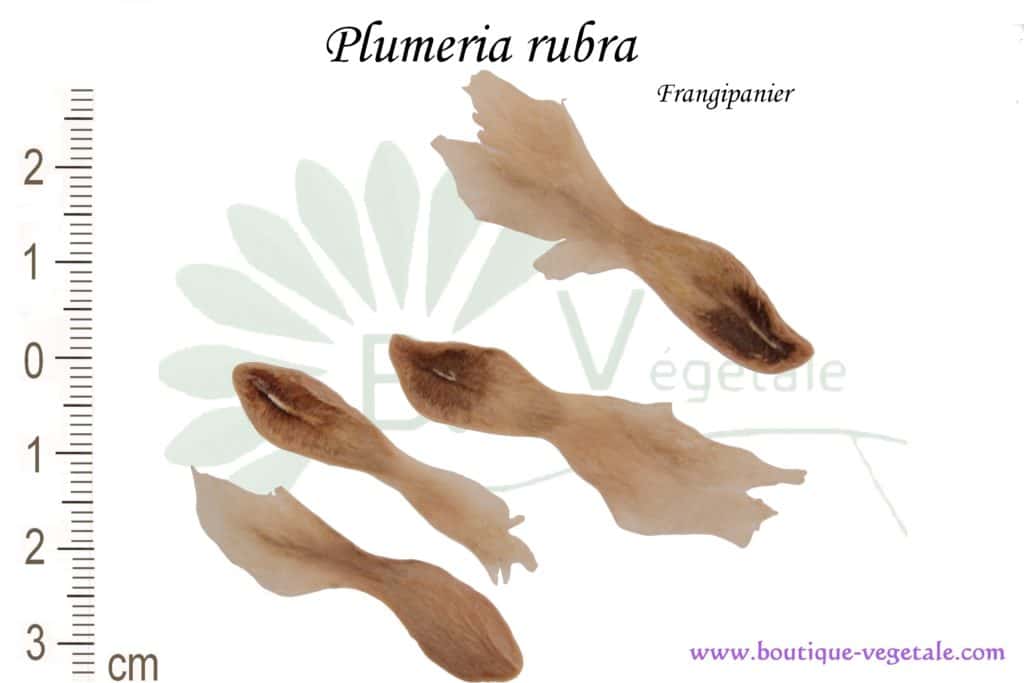 Graines de Plumeria rubra, Plumeria rubra seeds