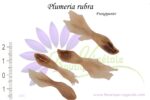 Graines de Plumeria rubra, Graines de Frangipanier, semences de Plumeria rubra