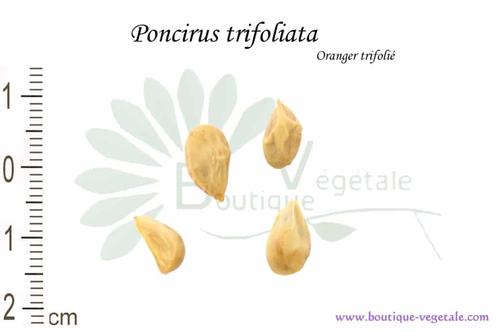 Graines de Poncirus trifoliata, Poncirus trifoliata seeds