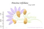 Graines de Poncirus trifoliata, Graines d'Orange trifolié, Semences de Poncirus trifoliata