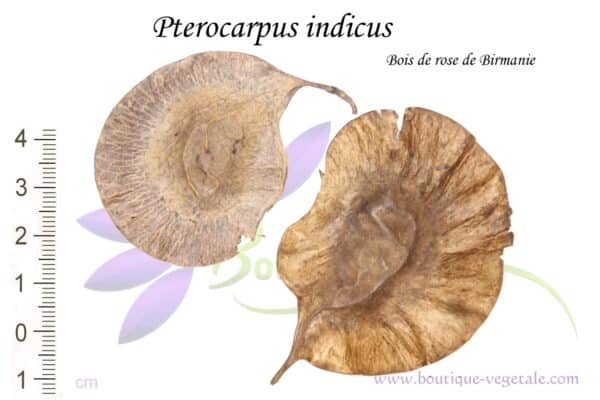 Graines de Pterocarpus indicus, Semences de Pterocarpus indicus ou Bois de rose de Birmanie