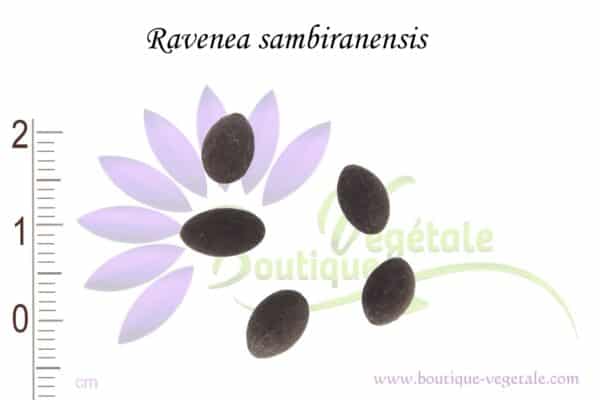 Graines de Ravenea sambiranensis, Semences de Ravenea sambiranensis