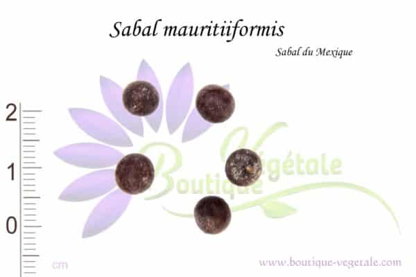 Graines de Sabal mauritiiformis, Semences de Sabal mauritiiformis ou Palmier du Mexique