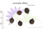 Graines de Santalum album, Semences de Santalum album ou Bois de Santal