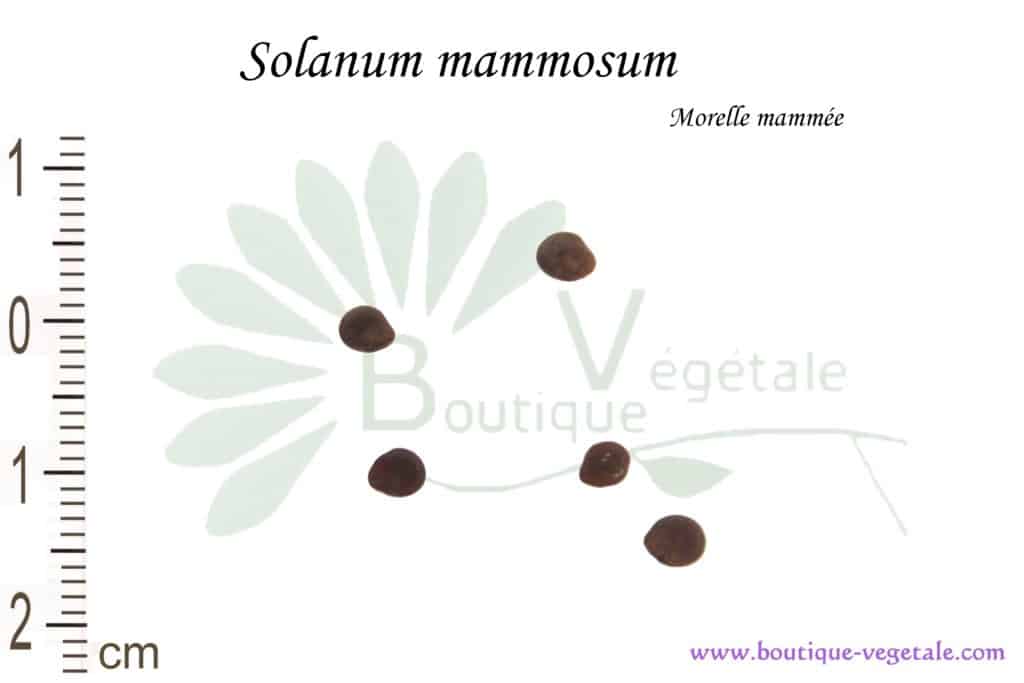 Graines de Solanum mammosum, Solanum mammosum seeds