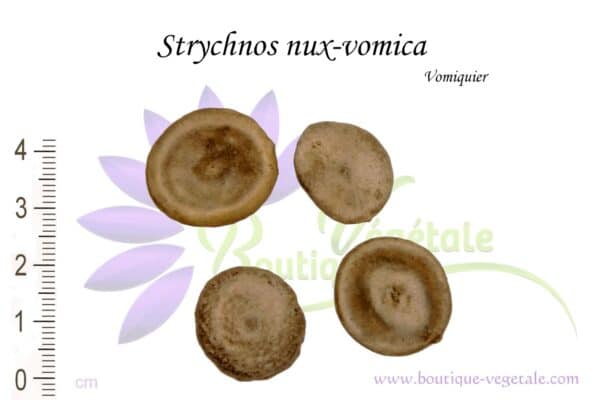 Graines de Strychnos nux-vomica, Strychnos nux-vomica seeds