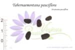 Graines de Tabernaemontana pauciflora, Semences de Tabernaemontana pauciflora ou Ervatamia pauciflora