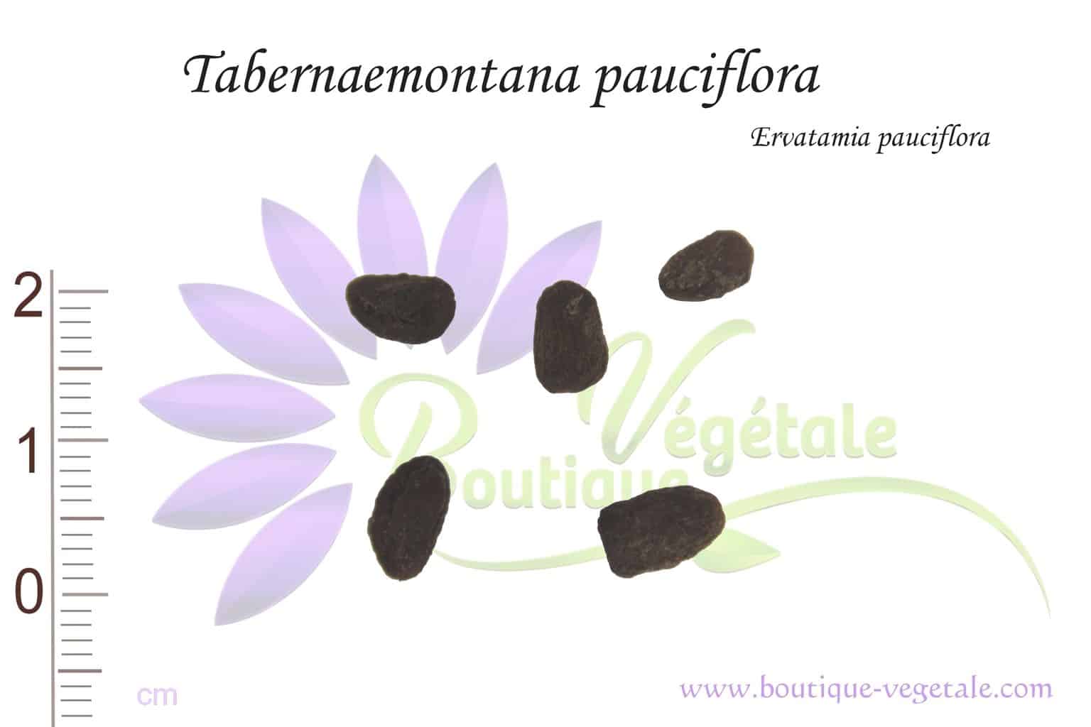 Graines de Tabernaemontana pauciflora, Semences de Tabernaemontana pauciflora ou Ervatamia pauciflora