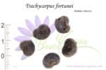 Graines de Trachycarpus fortunei, Semences de Trachycarpus fortunei ou Palmier chanvre