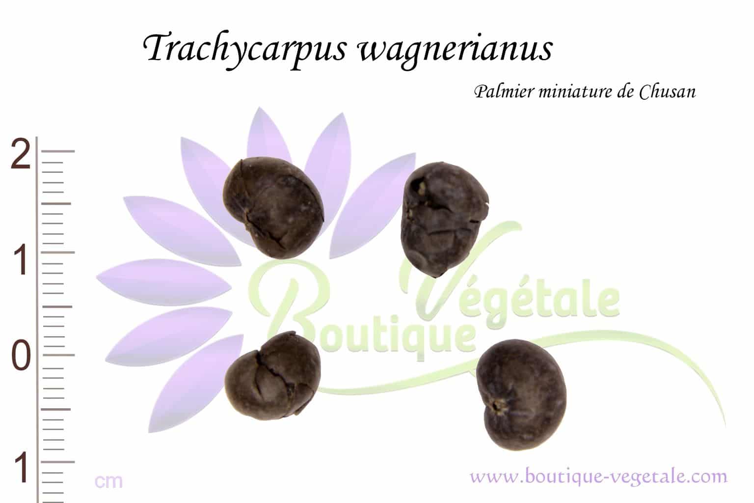 Graines de Trachycarpus wagnerianus, Semences de Trachycarpus wagnerianus ou Palmier miniature de Chusan