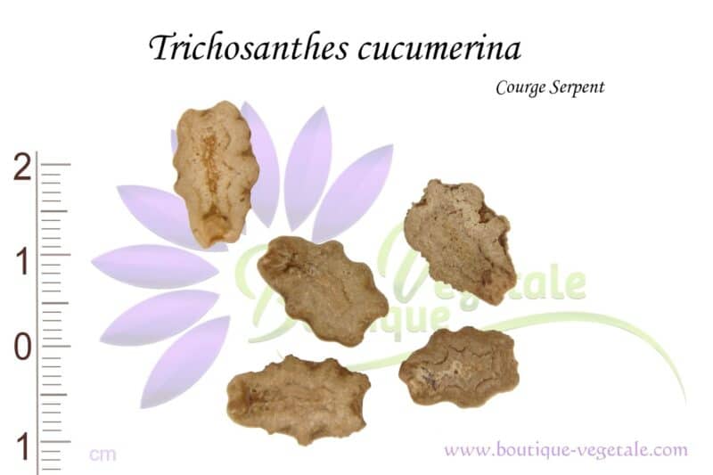 Graines de Trichosanthes cucumerina, Semences de Trichosanthes cucumerina ou Courge serpent