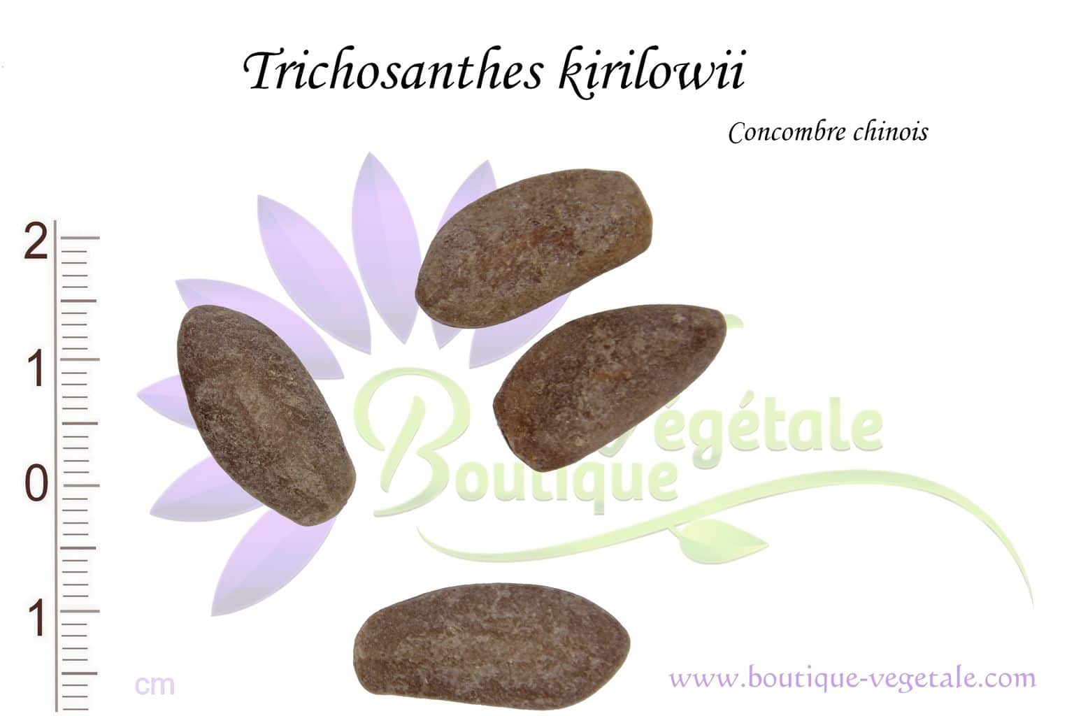 Graines de Trichosanthes kirilowii, Semences de Trichosanthes kirilowii ou Concombre chinois