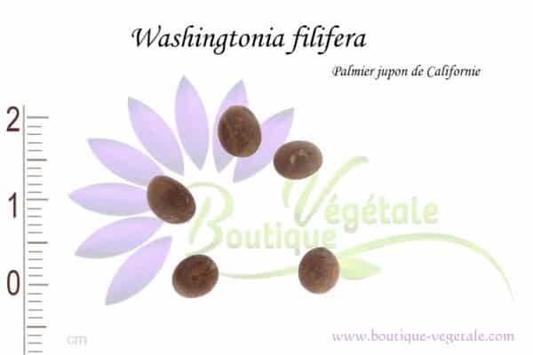 Graines de Washingtonia filifera, Semences de Washingtonia filifera ou Palmier jupon