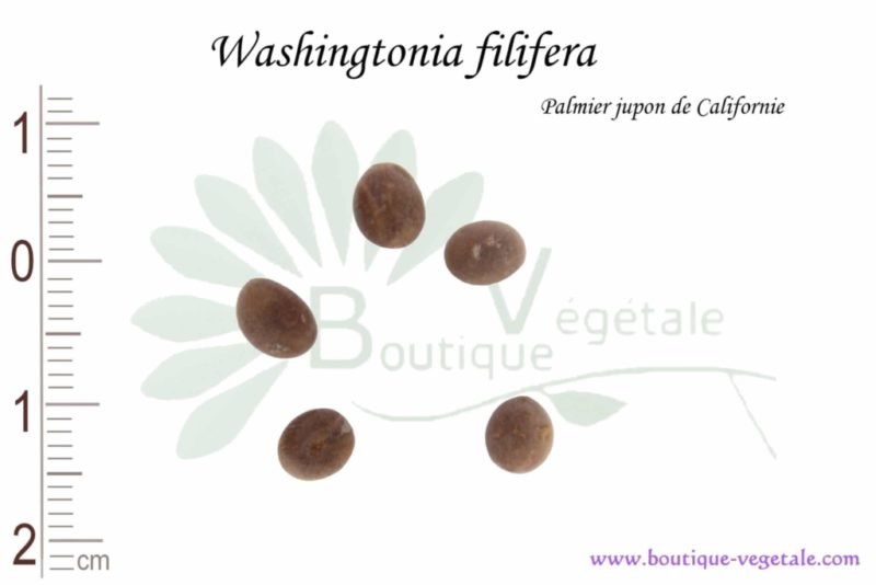 Graines de Washingtonia filifera, Washingtonia filifera seeds
