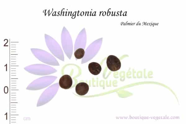 Graines de Washingtonia robusta, Semences de Washingtonia robusta ou Palmier du Mexique