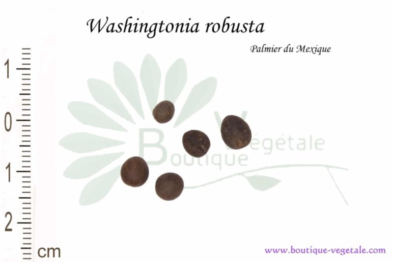 Graines de Washingtonia robusta, Washingtonia robusta seeds