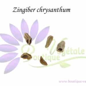 Graines de Zingiber chrysanthum, Zingiber chrysanthum seeds