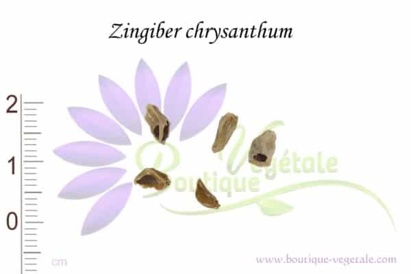 Graines de Zingiber chrysanthum, Zingiber chrysanthum seeds