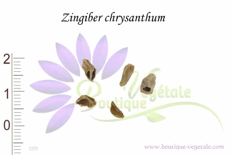 Graines de Zingiber chrysanthum, semences de Zingiber chrysanthum