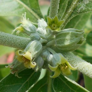 Withania somnifera inflorescence (CC-BY-SA 4.0)