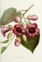 Argyreia nervosa - Dessin botanique