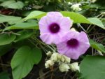 Argyreia nervosa - Détail des fleurs