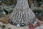 Beaucarnea stricta - Base renflée