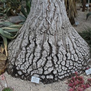 Beaucarnea stricta - Base renflée