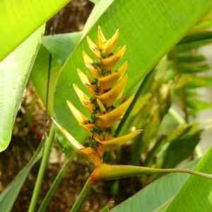 Heliconia librata - Inflorescence et fauillage