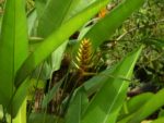 Heliconia librata - Plante dans son milieu naturel