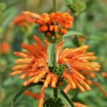 Leonotis leonorus - Détail de l'inflorescence