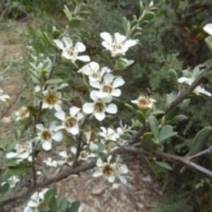Leptospermum myrtifolium - Floraison