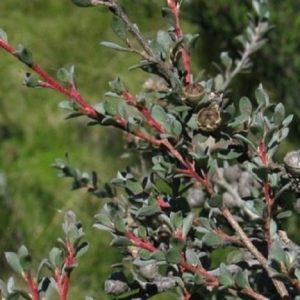 Leptospermum myrtifolium - Fruit