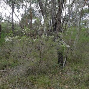 Leptospermum polygalifolium - En milieu naturel