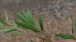 Leptospermum polygalifolium - Feuillage -