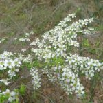 Leptospermum polygalifolium - Vue générale