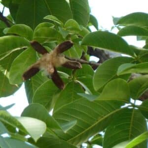 Pachira quinata -Feuillage et fruit
