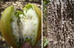 Pachira quinata - Fruits et tronc épineux