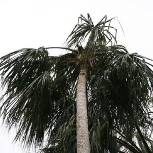 Sabal mauritiiformis - Vue générale