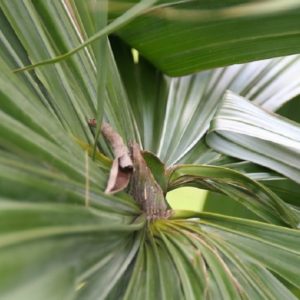 Sabal mauritiiformis - Détail d'une feuille